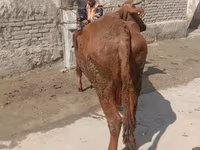 بقرة, الماشية — الصورة 5