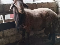 Wad, Sheep — sawirka 1