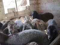 Beran, Rhon sheep — foto 3