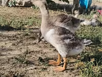 Geese — fotografija 1