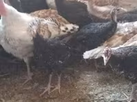 Turkeys — fotografija 3
