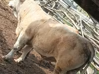 Dibi, Simmental cattle — sawirka 6