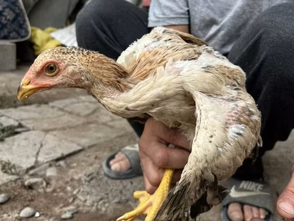 Chickens