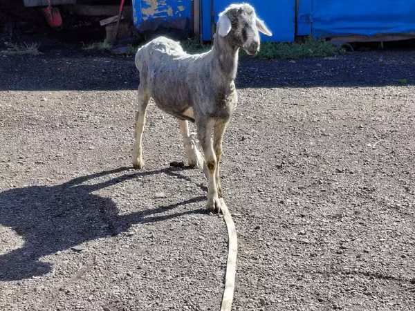 የጎትት አውራ በግ, Edilbay sheep