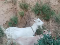 Keçi, Saanen goat — foto 2