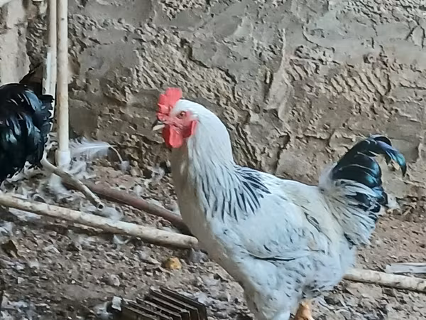 Chickens