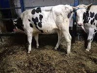 Krava, Russian Black pied cattle — foto 5