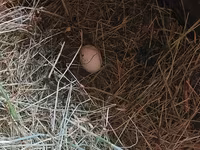 Australorp — foto 6