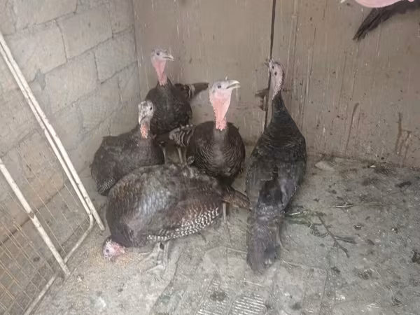 سفید سینه‌پهن
