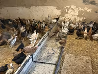 Chickens — foto 7