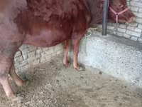Mucca, Bovini — foto 2