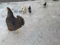 Chickens — zdjęcie 2