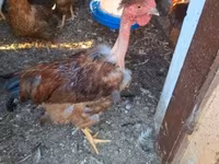 Chickens — foto 6
