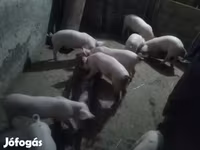 Мэгж, Крупная белая — 5 зураг