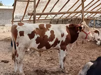 황소, Simmental cattle — 사진 3