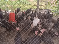 Turkeys — عکس 2