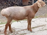 Ram, Arashan sheep — photo 2