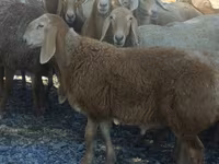 Beran, Arashan sheep — foto 1