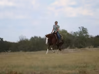 Horse (M), Quarter Horse — photo 5