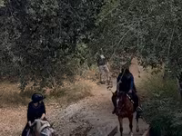اسب نر, اسب — عکس 5