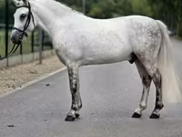 اسب نر, Falabella — عکس 4