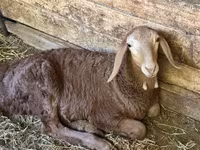 Խոյ, Afghan Arabi sheep — լուսանկար 4
