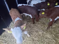 Dibi, Simmental cattle — sawirka 1