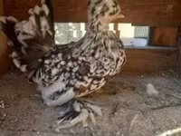 găină daneză — foto 8