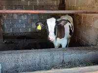 Toro, Swiss cattle — foto 7