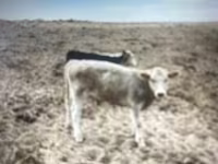 牛（ロット、性別未指定）, Simmental cattle — 写真 3