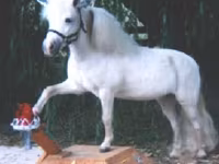 Klisna, Miniature horse — foto 8