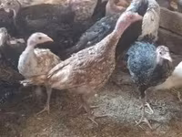 Turkeys — fotografija 1