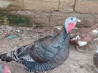 Turkeys — foto 1