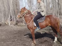 Kůň, Koně — foto 2