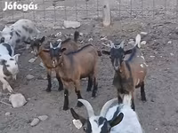 Buk, Pomellata goat — foto 6