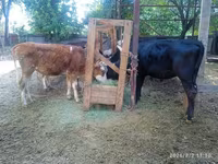 Byk, Russian Black pied cattle — zdjęcie 3