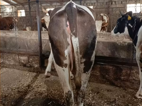 암소, Simmental cattle