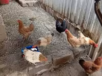 Chickens — รูปภาพ 4