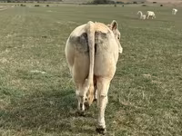 Buğa, Charolais cattle — foto 3