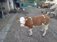 Mucca, Simmental cattle — foto 2