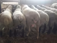 Beran, White Suffolk sheep — foto 2
