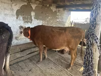 Vaca, Latvian Blue cattle — foto 1