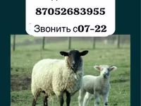 قوچ, Gorkov sheep — عکس 1