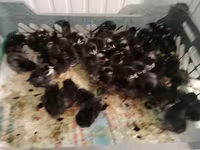 Chickens — 写真 3