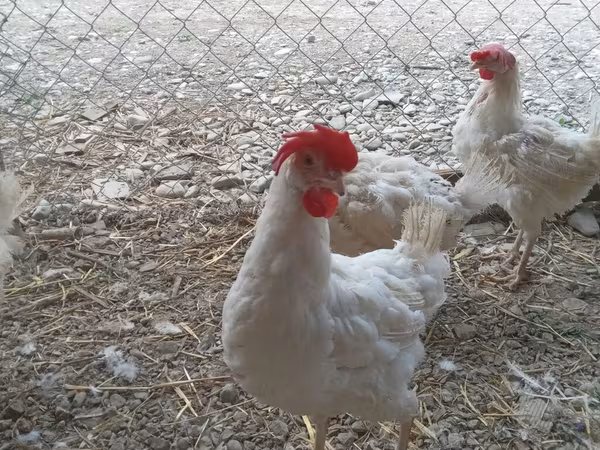 Chickens