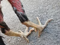 Chickens — عکس 5