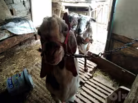 بز ماده, Beetal goats — عکس 7