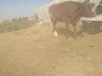 گاو و گوساله (گروه، جنسیت مشخص نشده), گاو — عکس 3
