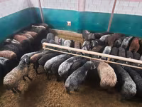 قوچ, گوسفند — عکس 3