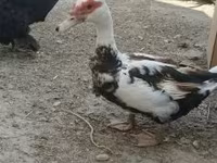 Domestic Muscovy — sawirka 3